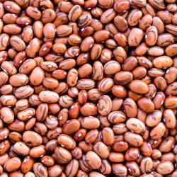 Dry Beans